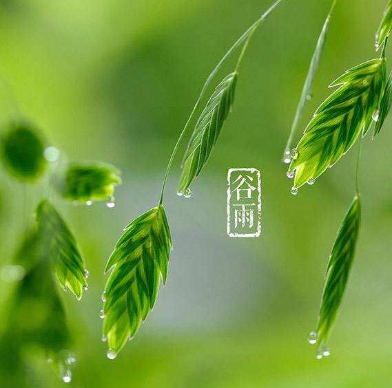 描写谷雨的古诗词