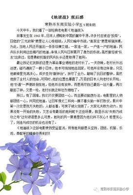 《地道战》观后感300字