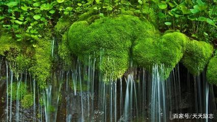 描写小草顽强的句子