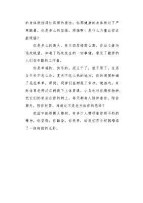 校园里的大樟树作文