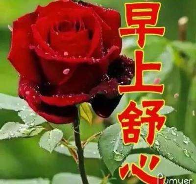 祝福一天好心情的句子