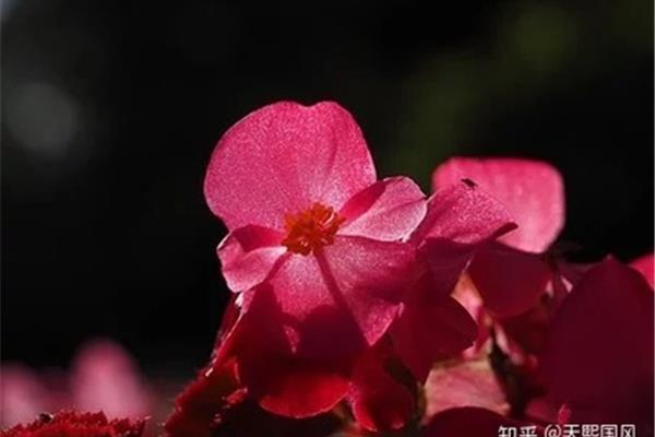 描写海棠花的唯美句子