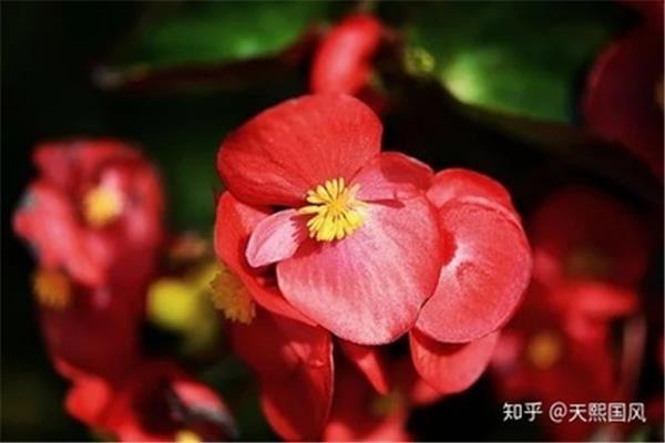 描写海棠花的唯美句子