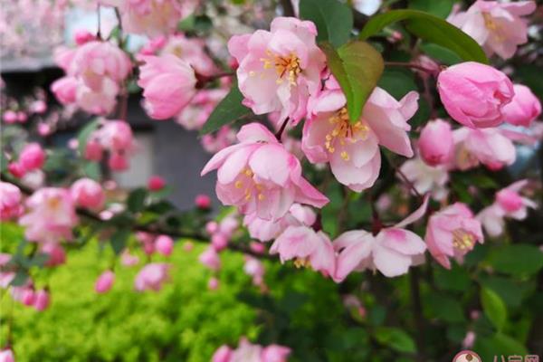 描写海棠花的唯美句子