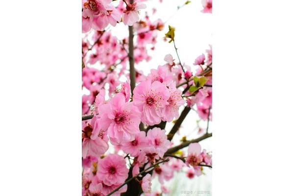 描写海棠花的唯美句子