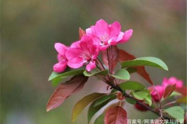 描写海棠花的唯美句子
