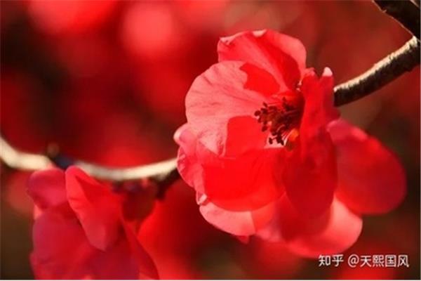 描写海棠花的唯美句子