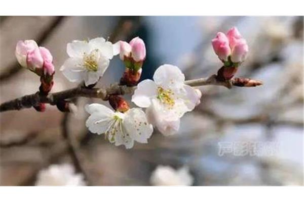 描写海棠花的唯美句子