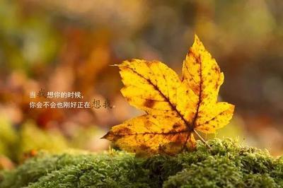 早上好的句子短语