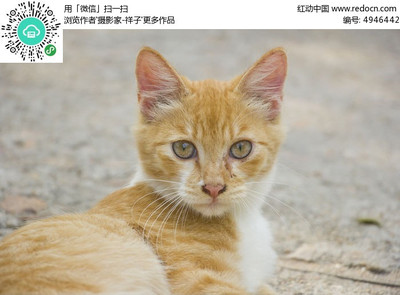 小猫的样子描写
