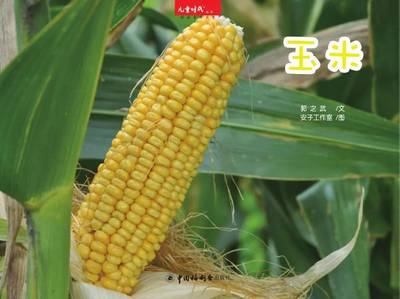 玉米的故事