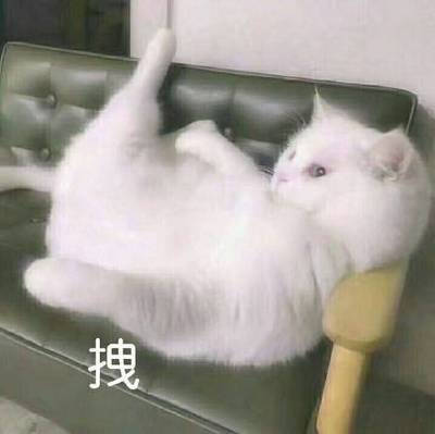 特别拽的句子