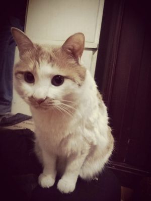 小猫的样子描写