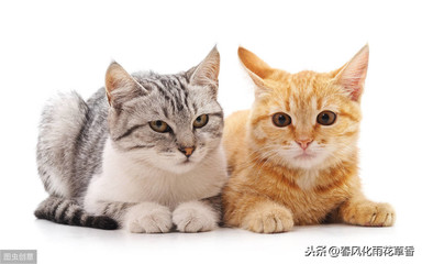小猫的样子描写