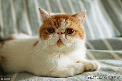 小猫的样子描写