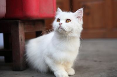 小猫的样子描写