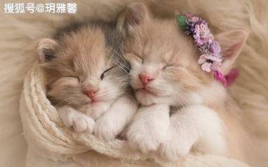 小猫的样子描写