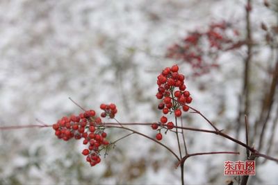 描写琵琶的优美句子