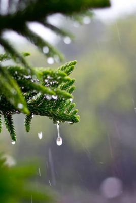 描写小雨点的句子