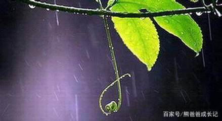 描写小雨点的句子