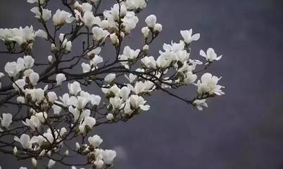 描写仲春的句子