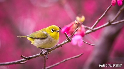 描写仲春的句子