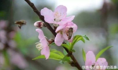 描写仲春的句子