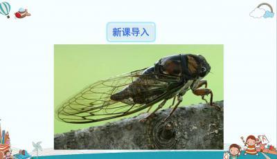 蝉的文章