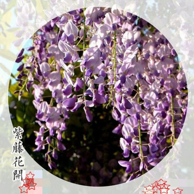 描写紫藤的诗句