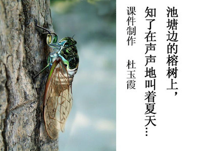 蝉的文章