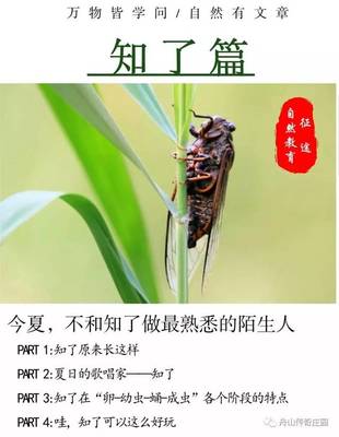 蝉的文章