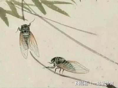 蝉的文章