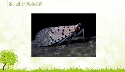 蝉的文章