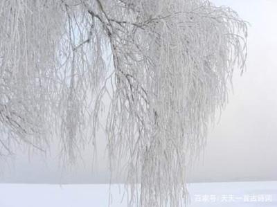 描写冬天的竹子