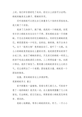 写蚂蚁的作文300字