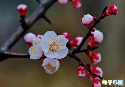 迎接春天到来的句子