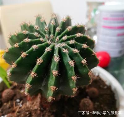 仙人球 作文