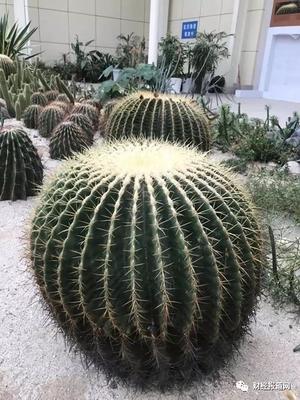 仙人球 作文