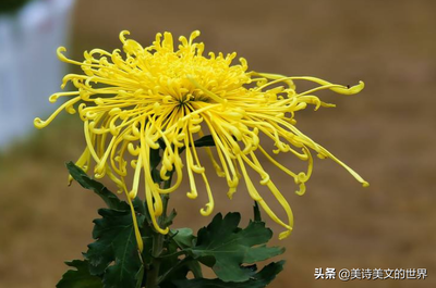 描写菊花的诗