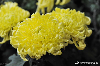 描写菊花的诗