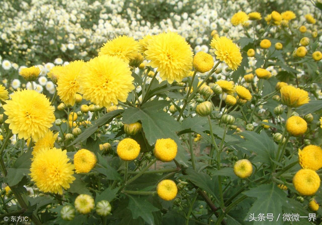 描写菊花的诗