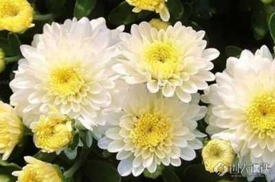 描写菊花的诗