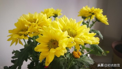 描写菊花的诗
