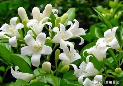 关于花的小故事
