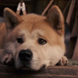 忠犬八公的故事感悟