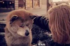 忠犬八公的故事感悟
