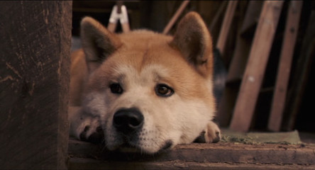 忠犬八公的故事感悟