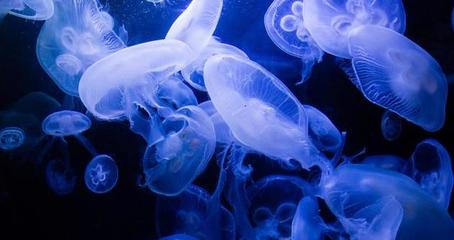 描写水母的句子
