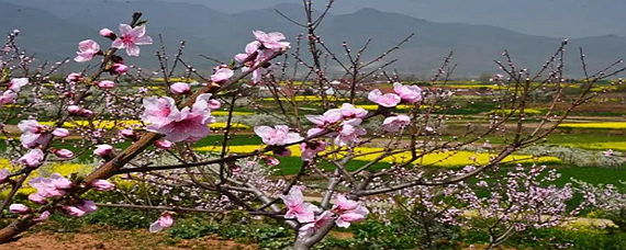 怎样描写春天的景色