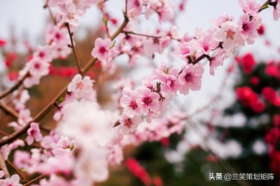 写桃子的句子
